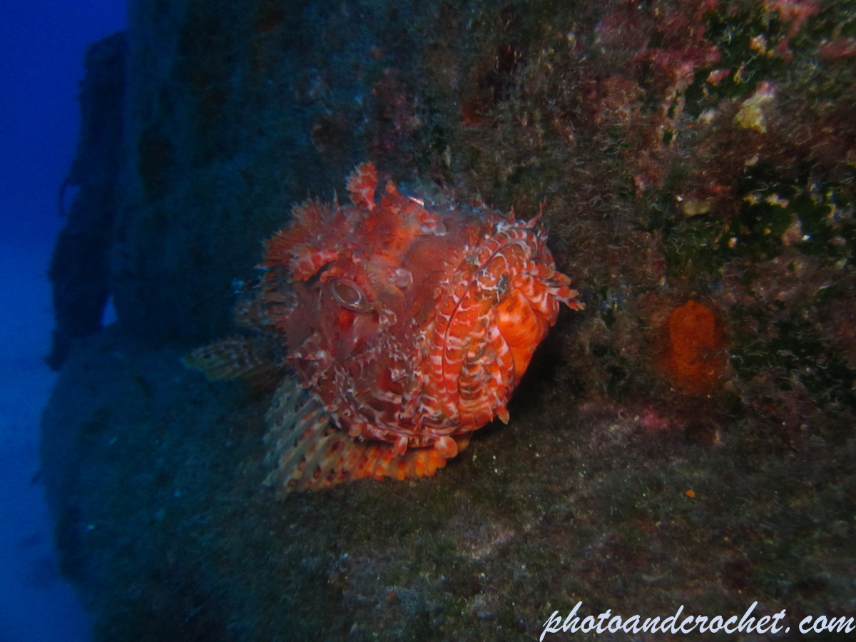 Scorpionfish - Image